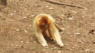 1.gif