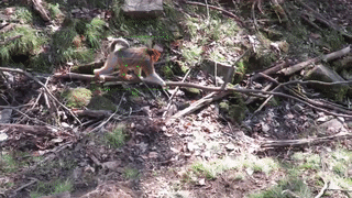 2.gif